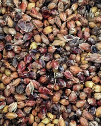 Detail of Broomcorn seeds - sorghum Bicolor from Sorghum & Leather